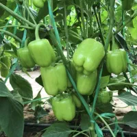 نشا گوجه بادمجان فلفل هندوانه کلم بروکلی گل کلم|خدمات باغبانی و درختکاری|جیرفت, |دیوار