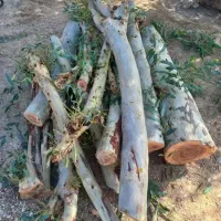 حرس و برش درخت