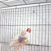 فنچ گلدین مولد|پرنده|قدس, شهر‌قدس|دیوار