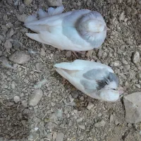 جوجه طوقی ابی
