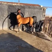 اسب عربی اصیل وزیبا|اسب و تجهیزات اسبسواری|فریدونشهر, |دیوار