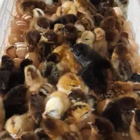 جوجه یکروزه گلپایگانی