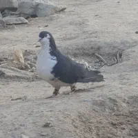 کبوتر سده سیاه
