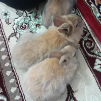 خرگوش|موش و خرگوش|یزد, |دیوار