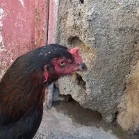 مرغ لاری|حیوانات مزرعه|خان ببین, |دیوار