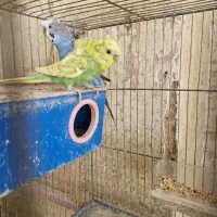 جفت های مولد مرغ عشق پروانه ای|پرنده|شهرکرد, |دیوار