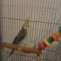 نر و ماده وابسته به هم هستن  جدا به فروش نمیرسه