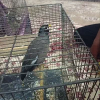 مرغ مینا باهوش