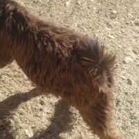 فروش یک راس کهره نر چاق