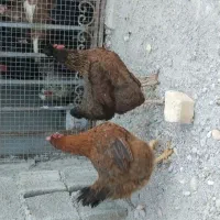 مرغ رسمی۴ عدد خروس ۱ عدد۳ تومن