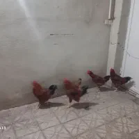 خروس ۵ ماهه