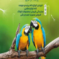 خرید و فروش  ۲۴ ساعته پرنده زینتی|پرنده|بندرعباس, |دیوار