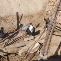 ماده ریش سیاه کاکل