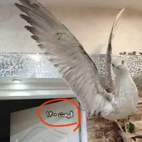 دکوری و مجسمه خونه هاتونو خاص و زیبا کنید|مجسمه، تندیس، ماکت|رشت, کوی عرفان|دیوار