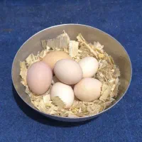 محلی نطفه دار