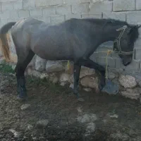 اسب کرد سرودمگیر|اسب و تجهیزات اسبسواری|اردبیل, |دیوار