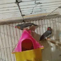 مرغ عشق عروس هلندی فنچ کبوتر|پرنده|مشهد, چاهشک|دیوار