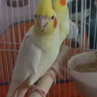 تعدادی عروس هلندی بالغ و جوجه یکجا و تک