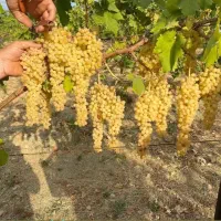 فروش نهال در میاندوآب