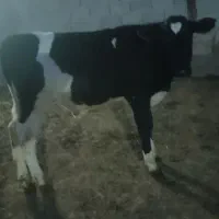 گوساله ۱۵۰ کیلویی