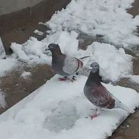 جفت خوب به زمانت|پرنده|تایباد, |دیوار