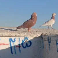 کفتر سرخ کرمونی|پرنده|سبزوار, میدان بار|دیوار