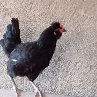 مرغ ریشو و کاکلی