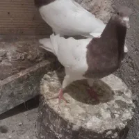 کبوتر قرمزی باش|پرنده|اهر, |دیوار