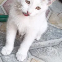 واگذاری دوتا گربه سه ماهه