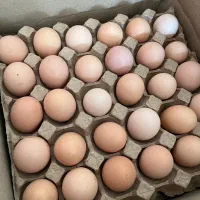 تخم مرغ محلی|خوردنی و آشامیدنی|اصفهان, آزادان|دیوار