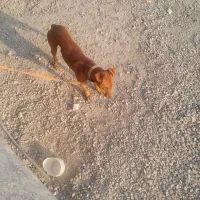 سگ. پیت بول۷ماهه