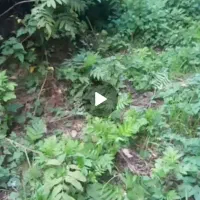 زانتیا مدل ۸۱ رنگ مشکی زغالی