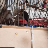 عروس هلندی جفت