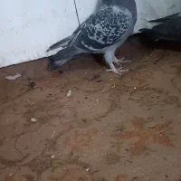 کفترسبزآلمانی طوقی زردسینه سرخ  نرقلدرپرشی ضمانتی