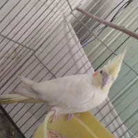 عروس هلندی|پرنده|پاکدشت, پاکدشت (مامازند)|دیوار