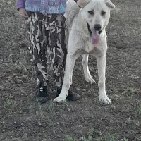 سگ پژدر
