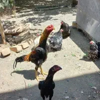 مرغ وخروس