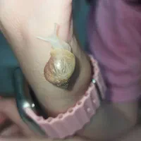 جوجه حلزون آچاتینا آلبینو|پرنده|کرج, مطهری|دیوار