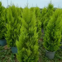 درختچه فضای باز لاوسون ، یاس هلندی ،فیتونیا،شمشاد