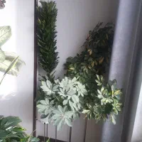 تعدادی گل آپارتمانی|گل و گیاه طبیعی|فردیس, فردیس|دیوار