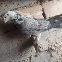 طوطی|سگ|بیرجند, |دیوار