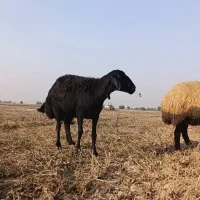 قره قزل اصلی آبستن