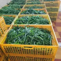 سبزیجات58هزار و صیفی جات آماده و محصولات ارگانیک