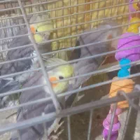 عروس هلندی ارزان قیمت