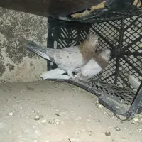 کفتر نقش رنگی پرشی عتیقه سرور سبز زرد پشت دار سرخ