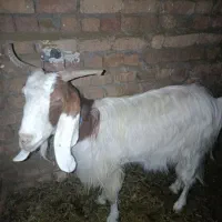 بز نجدی
