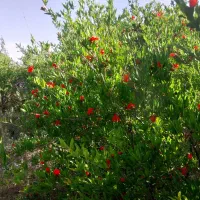 کارگرروز مزد جهت چیدن میوه انار