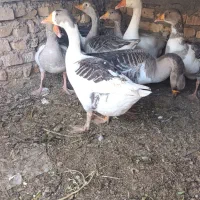 غاز جوان