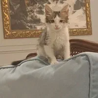 واگذاری گربه نر ۲/۵ ماهه دی اس اچ