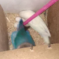 جفت کوتوله مولد به همراه اشانتیون